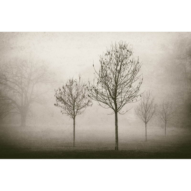 Trees in Fog VII by Jody Stuart - Photograph Print, 20cm H x 30cm W, Wrapped Canvas