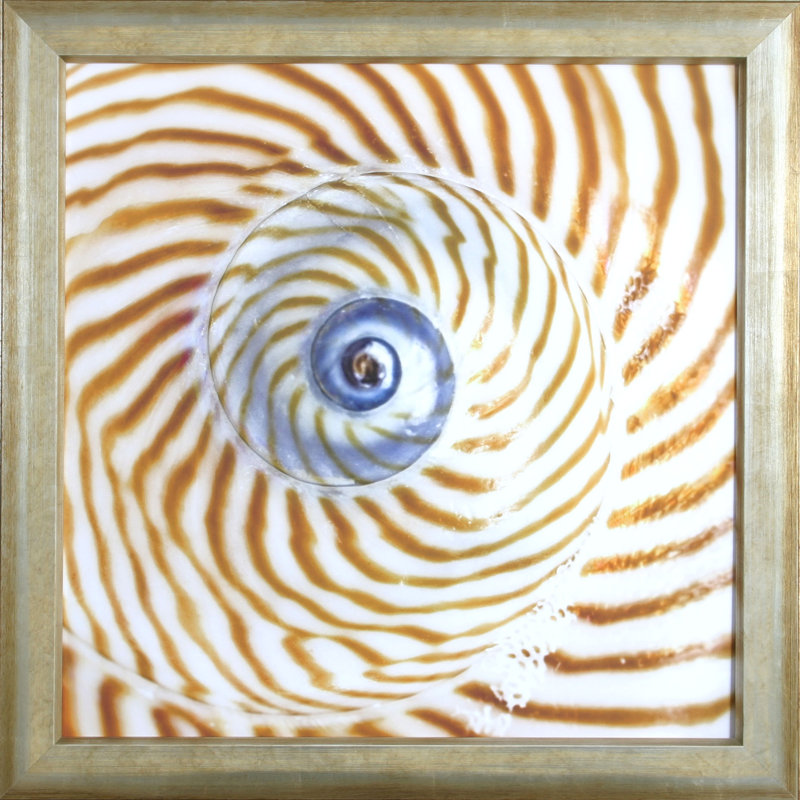 " Shell I "