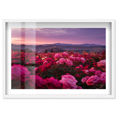 «Sea of Roses I Shadowbox Print Sunset» par Notoriart, cadre blanc, 55 x 37
