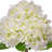 18" Pe Hydrangea Bundle-1328897437