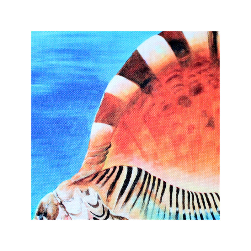  Coussin Great Triton