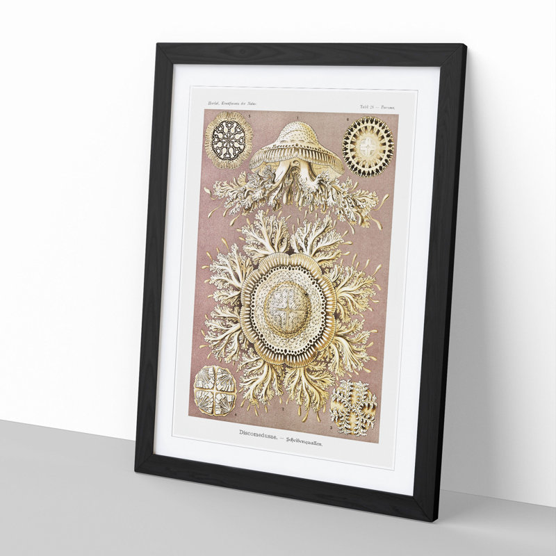 Discomedusae Jellyfish Vol.2 by Ernst Haeckel - Picture Frame Painting, 48cm H x 36cm W x 2cm D, Black Framed