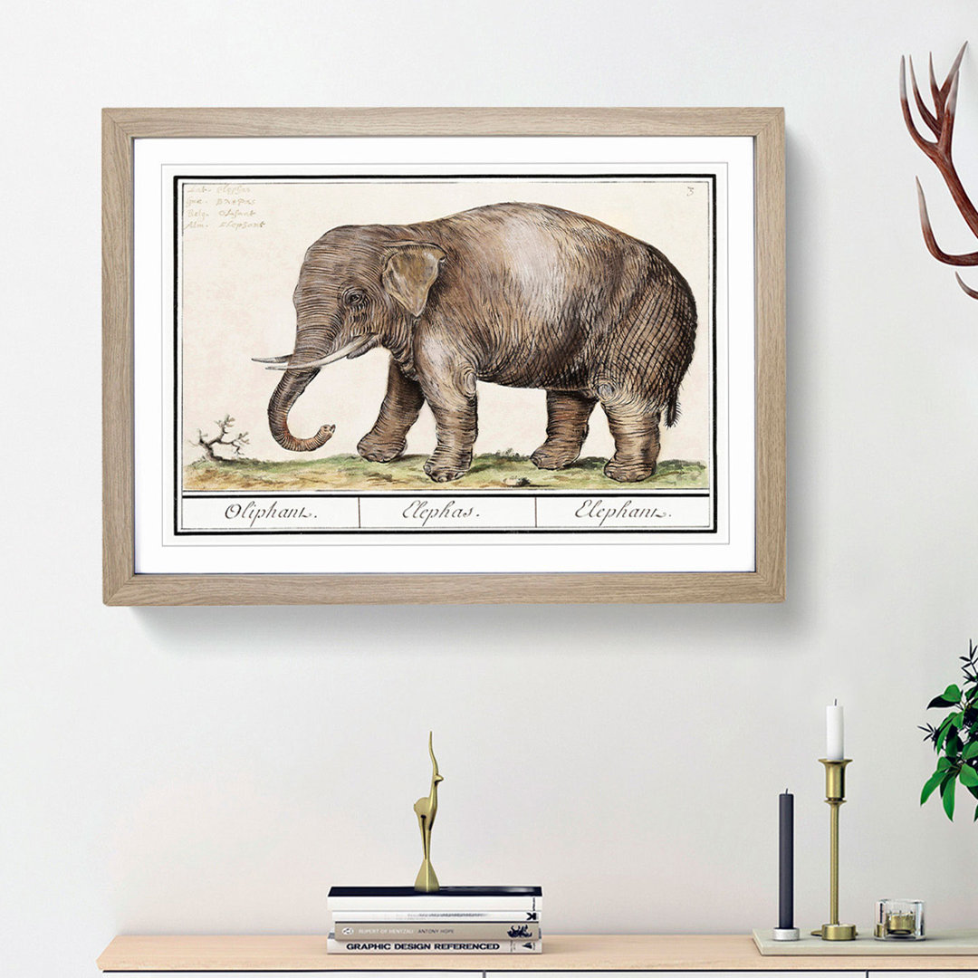 Asian Elephant by A.B. De Boodt - Picture Frame Painting Print