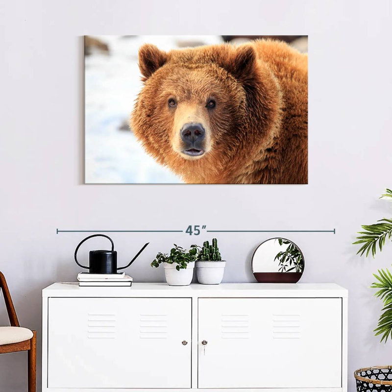Grizzly Bear Stare, 24" H x 36" W