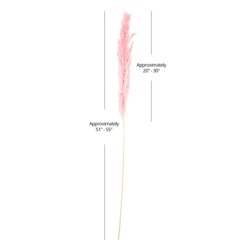 55'' Pampas Grass, Pink
