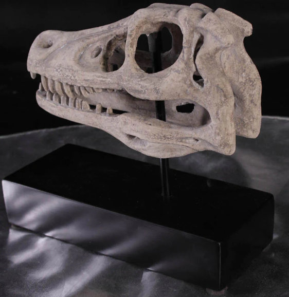 Raptor Dinosaur Skull Life Size Statue