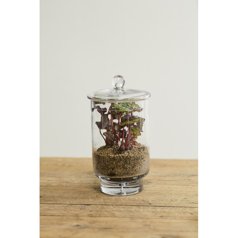  Terrarium Asteridge, H 4 po x l 3,50 po x P 3,5 po