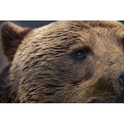 Grizzly Bear by AvanHeertum - Wrapped Canvas Print