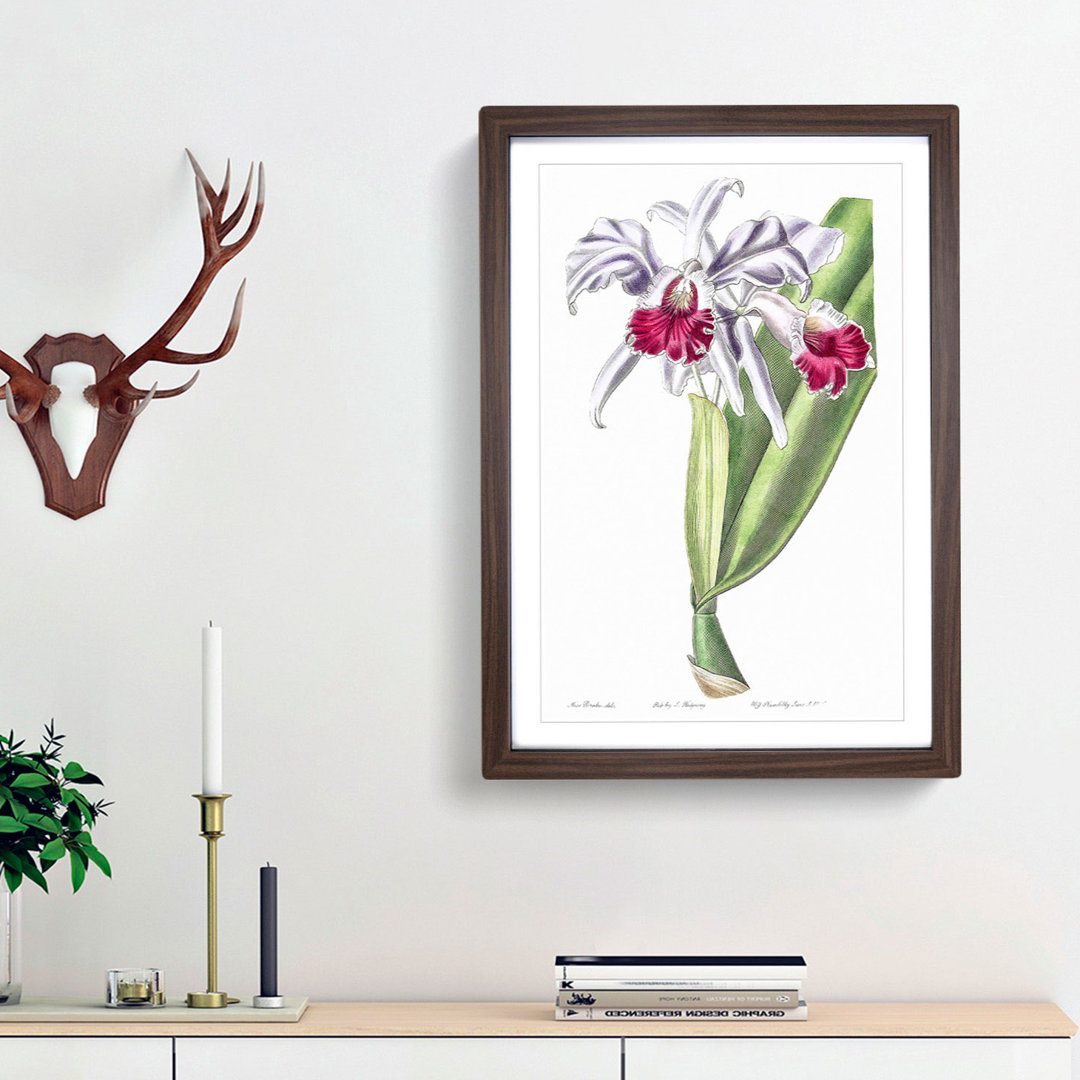 Crimson-Lipped Cattleya Flowers - Picture Frame Painting Print