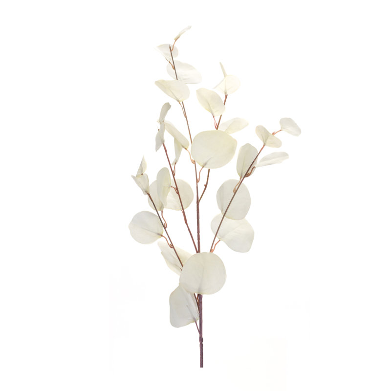 Eucalyptus vapeur, Blanc
