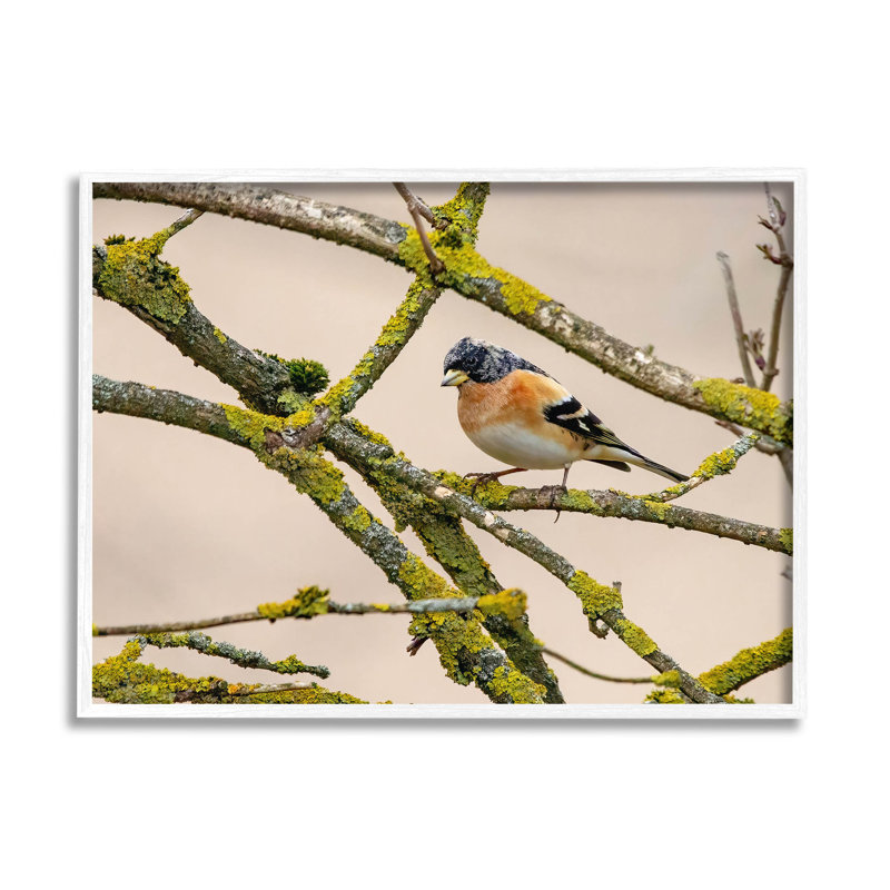 Oiseau orange, branche d'arbre moussu, estampe numérique par Lil 'Rue, H 11 po x l 14 po x P 1,5 po