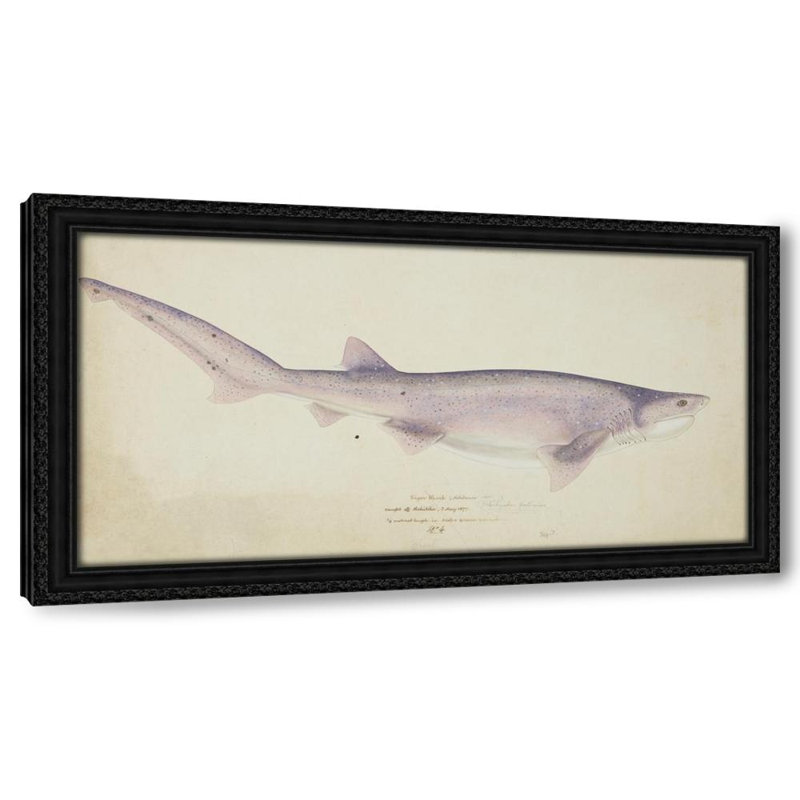 Notorynchus cépidien (NZ): Requin à sept branchies (1877), H 18 po x l 32 po