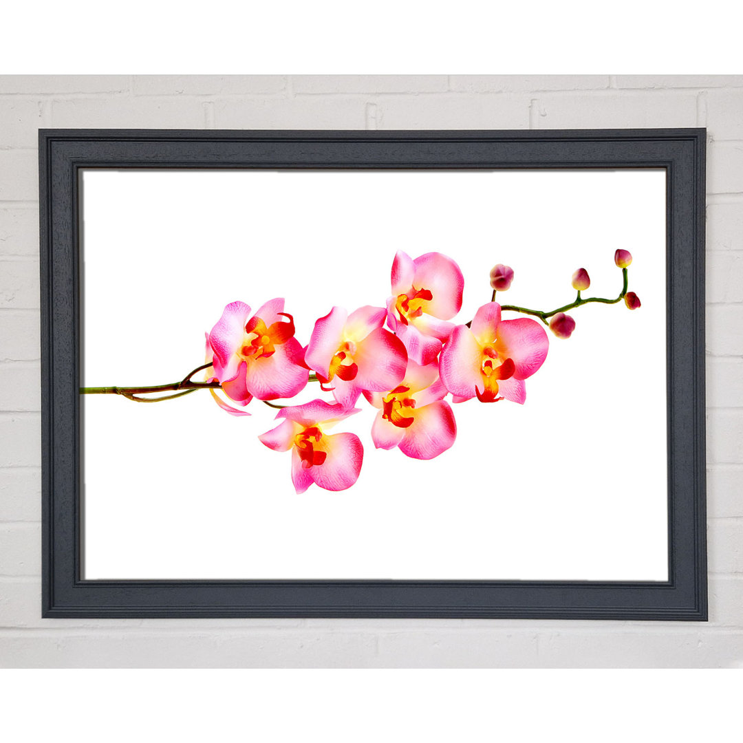 Orchid Stem Beauty - Einzelner Bilderrahmen Kunstdrucke