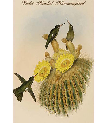 " Violet Headed Hummingbird " by John Gould