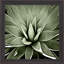 «Green Succulent III», reproduction d'art encadrée brune