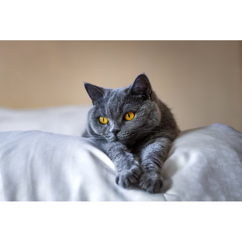 British Shorthair Cat - Photographie sur toile tendue, H 32 po x l 48 po