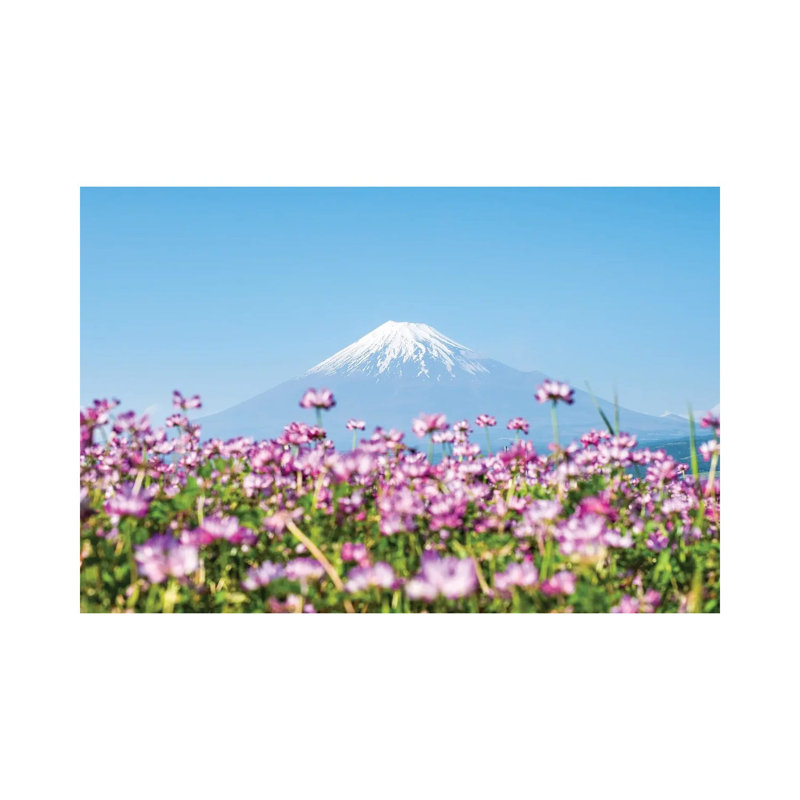 Mount Fuji In Spring With Purple Cosmos Flowers, Shizuoka Prefecture, Honshu, Japan by Jan Becke - Wrapped Canvas Print