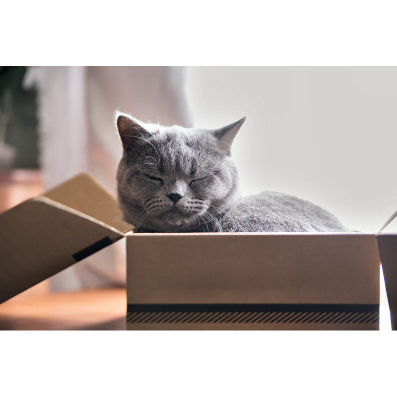 Cat Sleeping In A Box by WeiseMaxHelloween - Wrapped Canvas Print, 20cm H x 30cm W