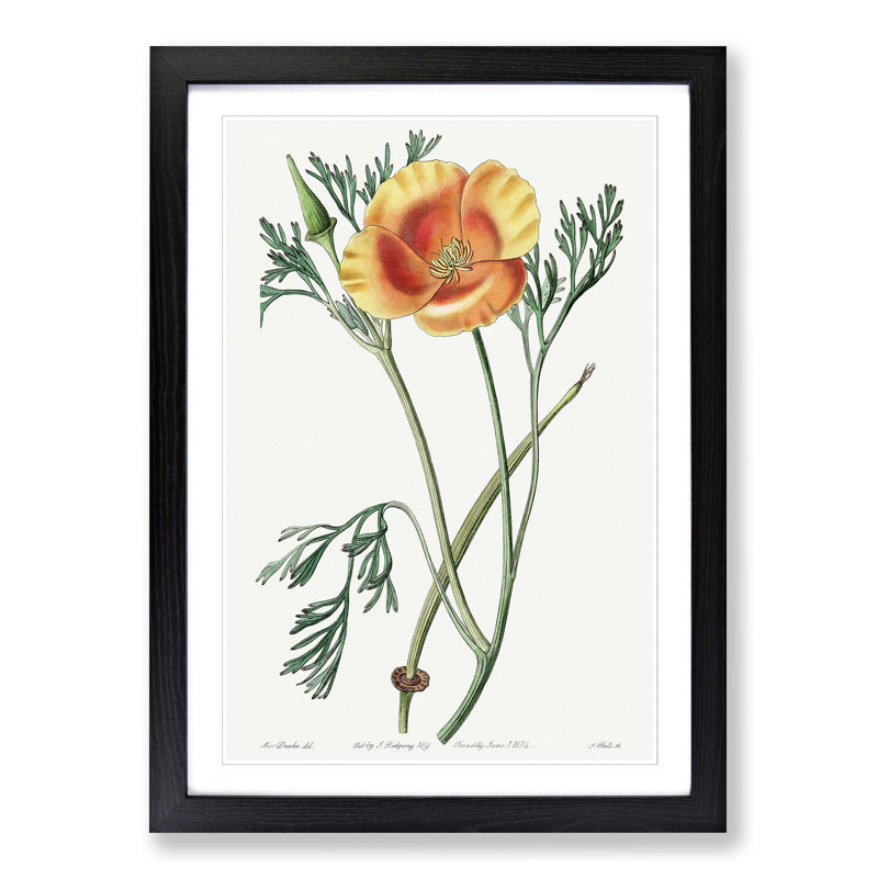 Orange California Poppy - Picture Frame Painting Print, Black Framed, 36cm H x 27cm W x 2cm D