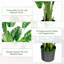 152cm Plant
