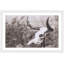 Parvez Taj - Single Picture Frame Print-19700950