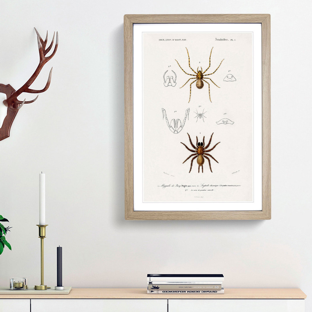 Spider Illustrations PL. 7 by Charles d' Orbigny - Picture Frame Painting Print