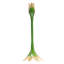 Ambrosius Candlestick