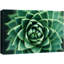 Plantes grasses succulentes vertes Haworthia-99543597
