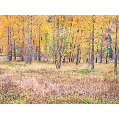 Autumn Field And Tree Grove Print by Bruce Heinemann