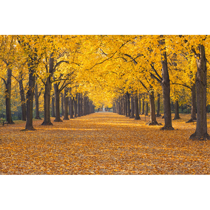 Autumn Road And Alley by Focusstock - Wrapped Canvas Print, 20cm H x 30cm W x 3.8cm D
