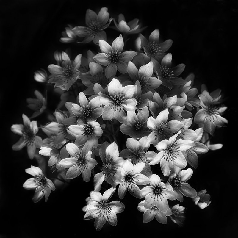 Wrapped Canvas Print, 76.2 cm H x 76.2 cm W