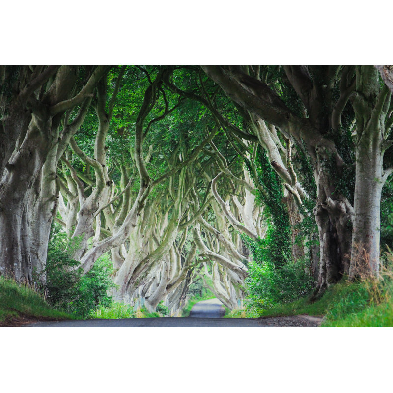 The Dark Hedges by GCShutter - Wrapped Canvas Print, 51cm H x 76cm W