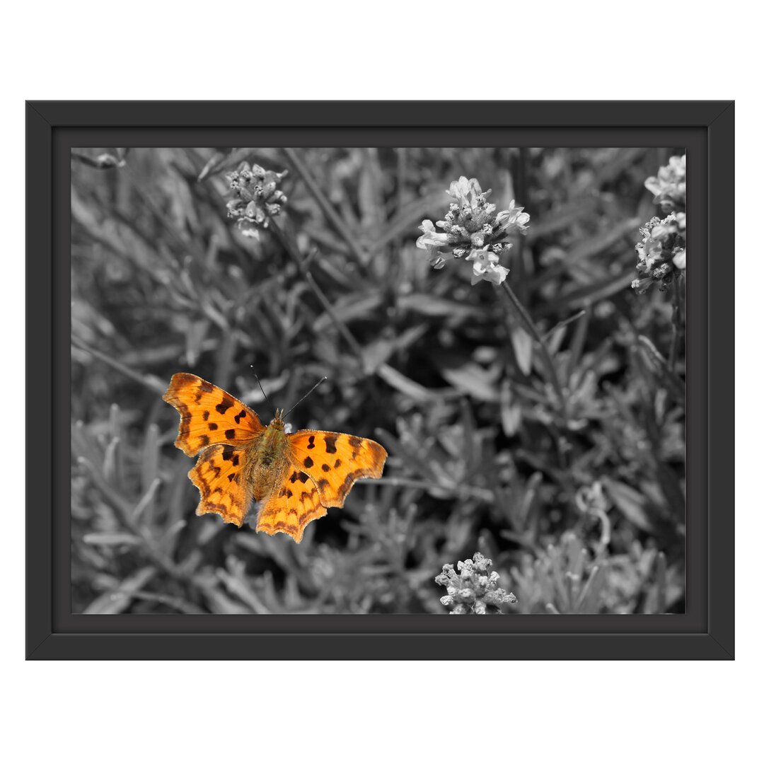 Gerahmtes Wandbild Schmetterling auf Blumenwiese