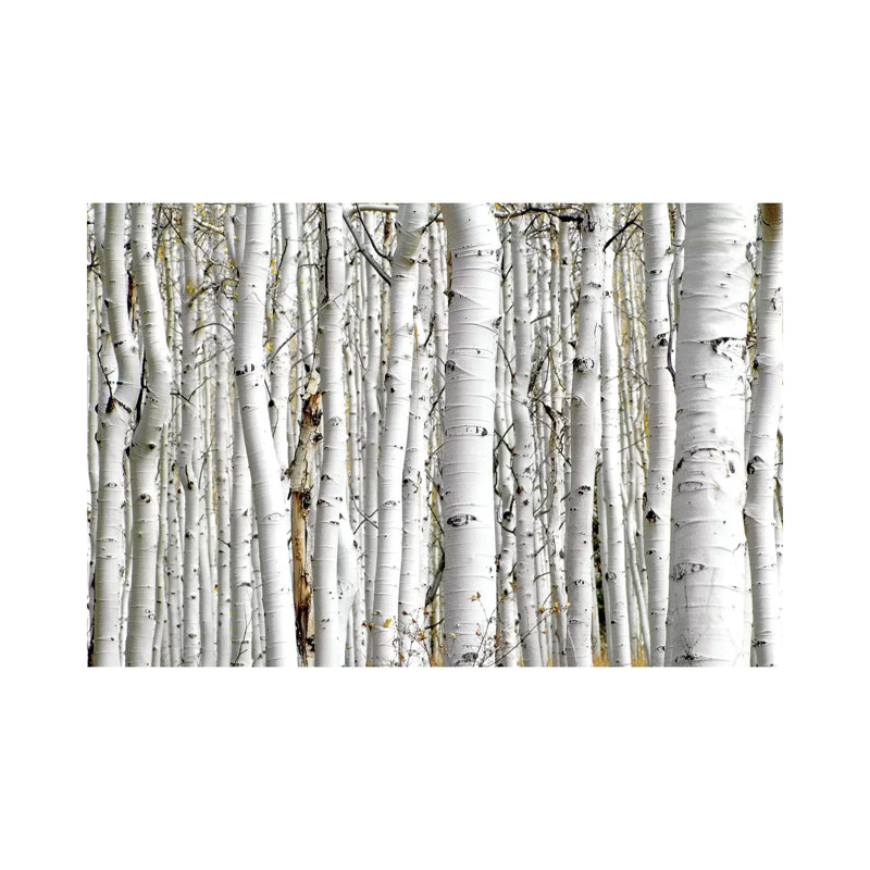 Birch Wood by PhotoINC Studio - Wrapped Canvas Print, 20.32 cm H x 30.48 cm W, Wrapped Canvas
