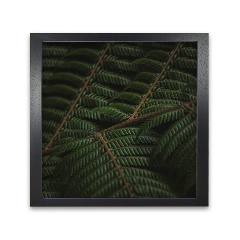 Fern 3 by Nur Mut - Single Picture Frame Print, 60 cm H x 60 cm W, Black
