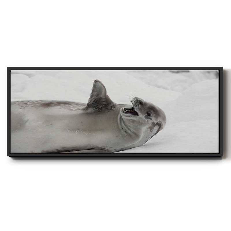 Laughing Seal- Framed Canvas, 24" H x 60" W