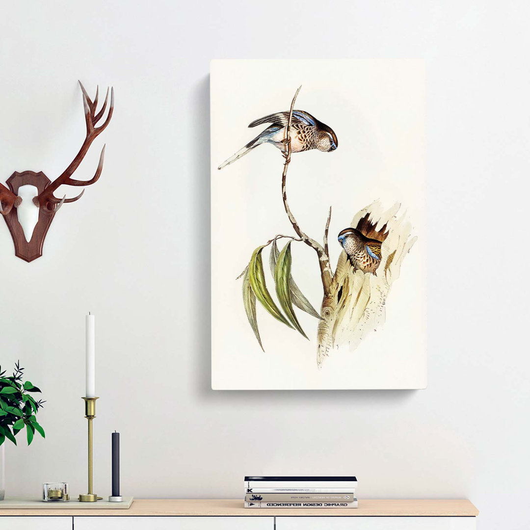 Boukes Grass-Parakeets by Elizabeth Gould - Wrapped Canvas