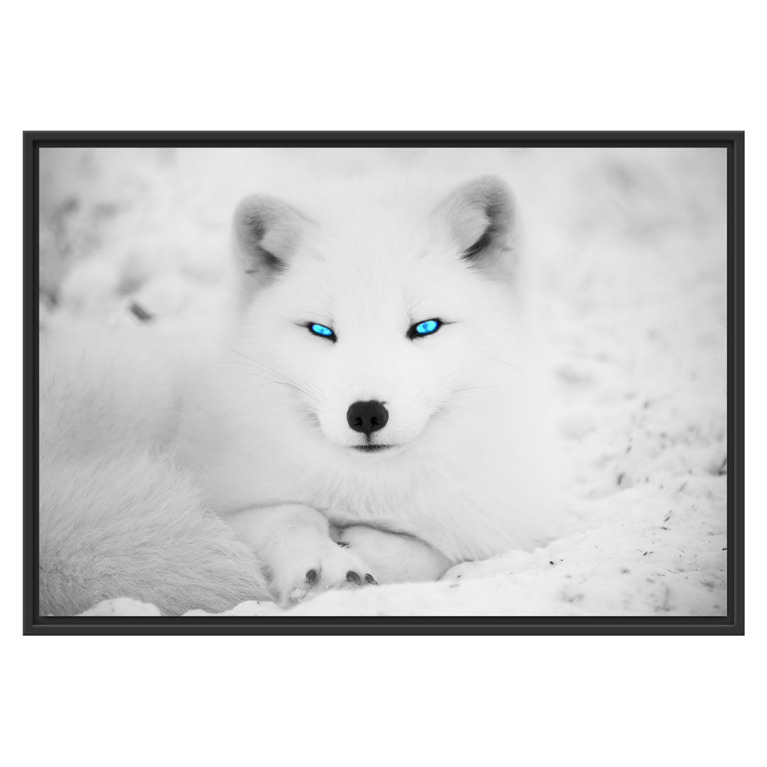 Gerahmtes Wandbild Polarfuchs mit strahlenden Augen