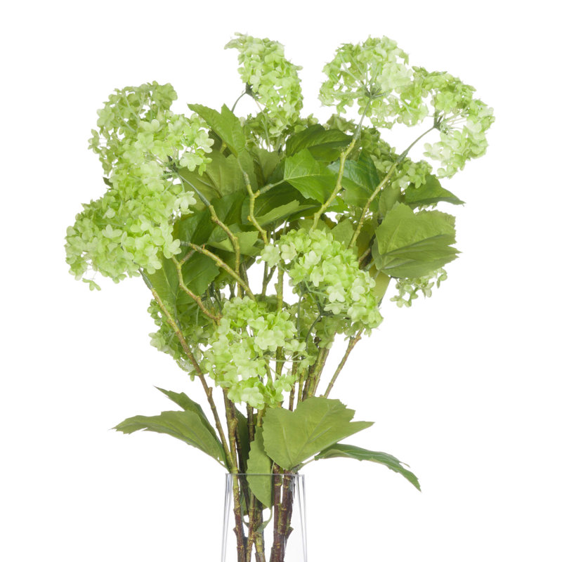 Anastasija Arrangement