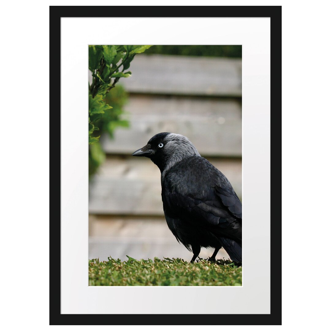 Gerahmtes Poster Vogel auf Gartenwiese