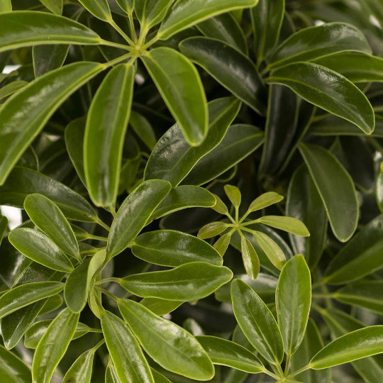 Dwarf Hawaiian Umbrella Bonsai Tree in 6-Inch Pot
