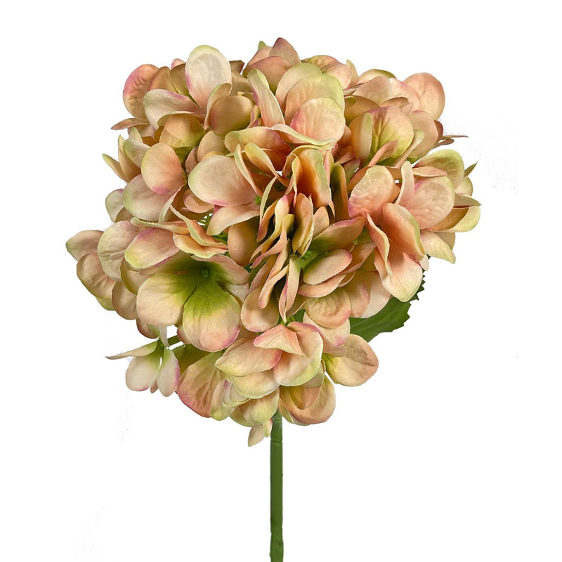 Cerise Hortensia Hortensia Buisson
