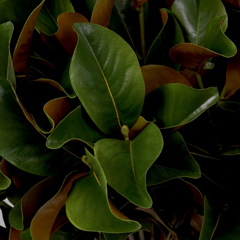 Faux Magnolia Plant