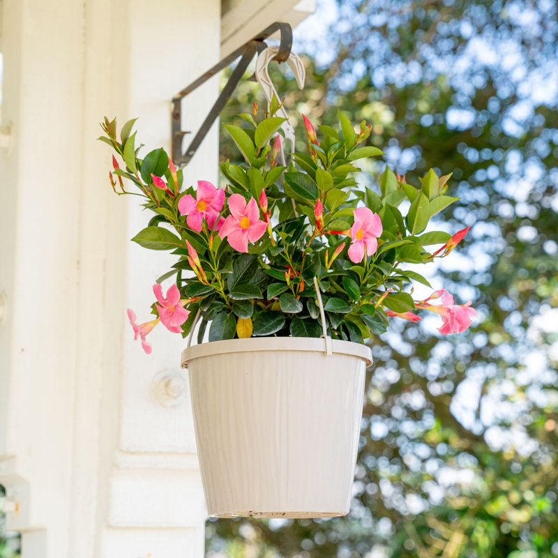 Rocktrumpet in Nursery Pot