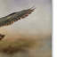 «Mississippi Kite in the Marsh» de Vidur, impression sur toile tendue-22070133