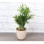 3 Piece Pet Safe Houseplant Set
