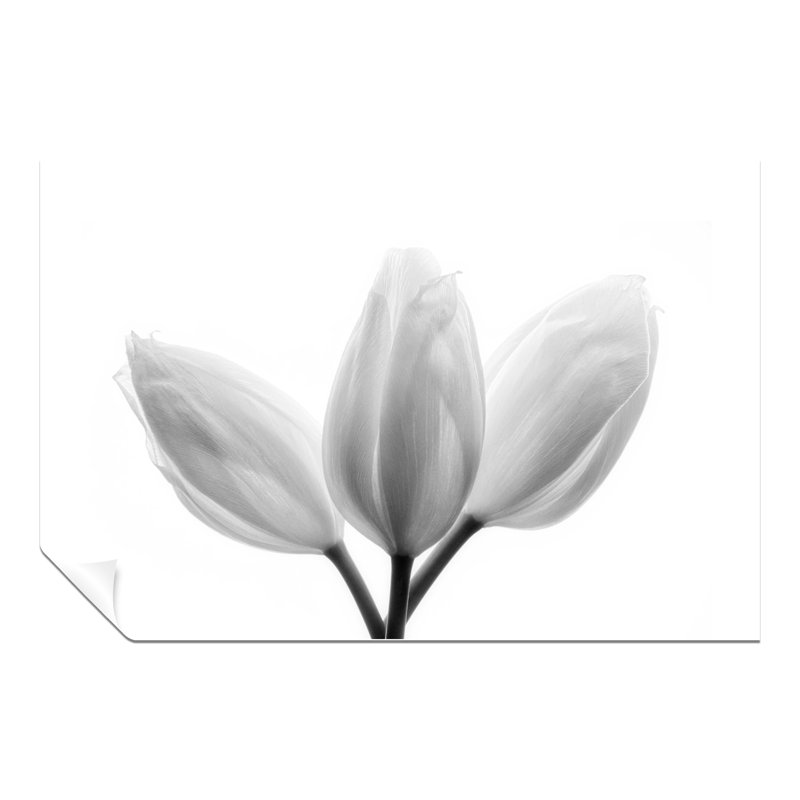 Bright White Tulip Flowers - No Frame Print, 31cm H x 20cm W