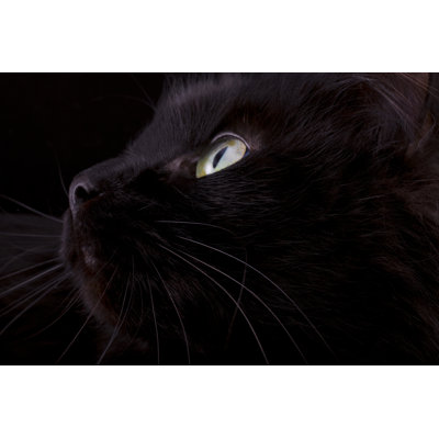 Muzzle Of A Black Cat by Nic_Ol - Wrapped Canvas Print
