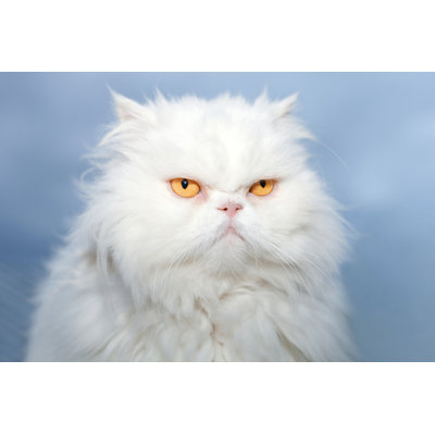 White Persian Cat - Wrapped Canvas Print