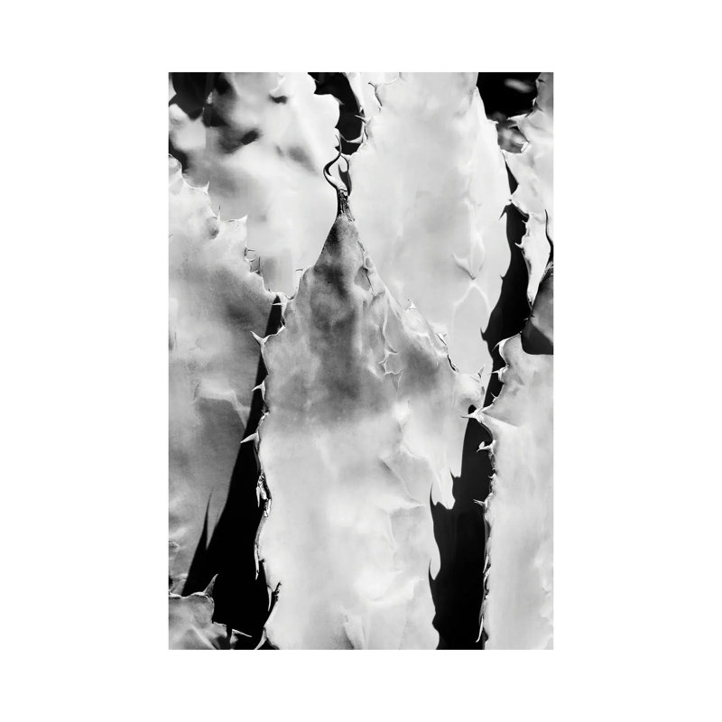 Agave Close Up by Philippe Hugonnard - Wrapped Canvas Print, 66.04 cm H x 45.72 cm W x 3.175 cm D